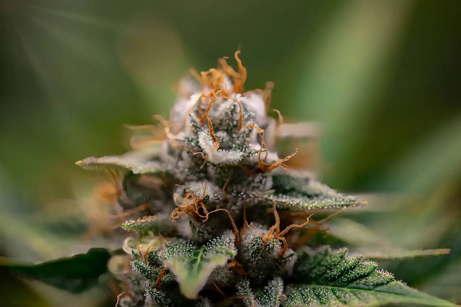 Hash maker: the 4 steps behind a batch of CBD hash