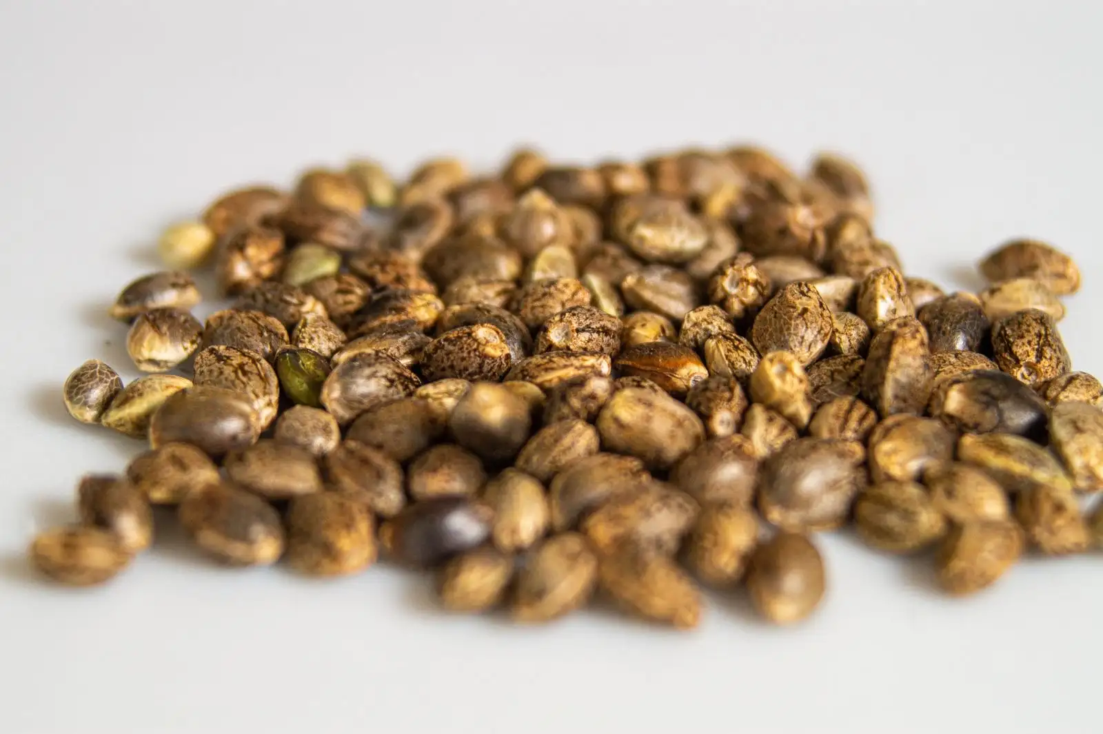 CBD oil vs hemp seed oil vs cannabis oil: what differs
