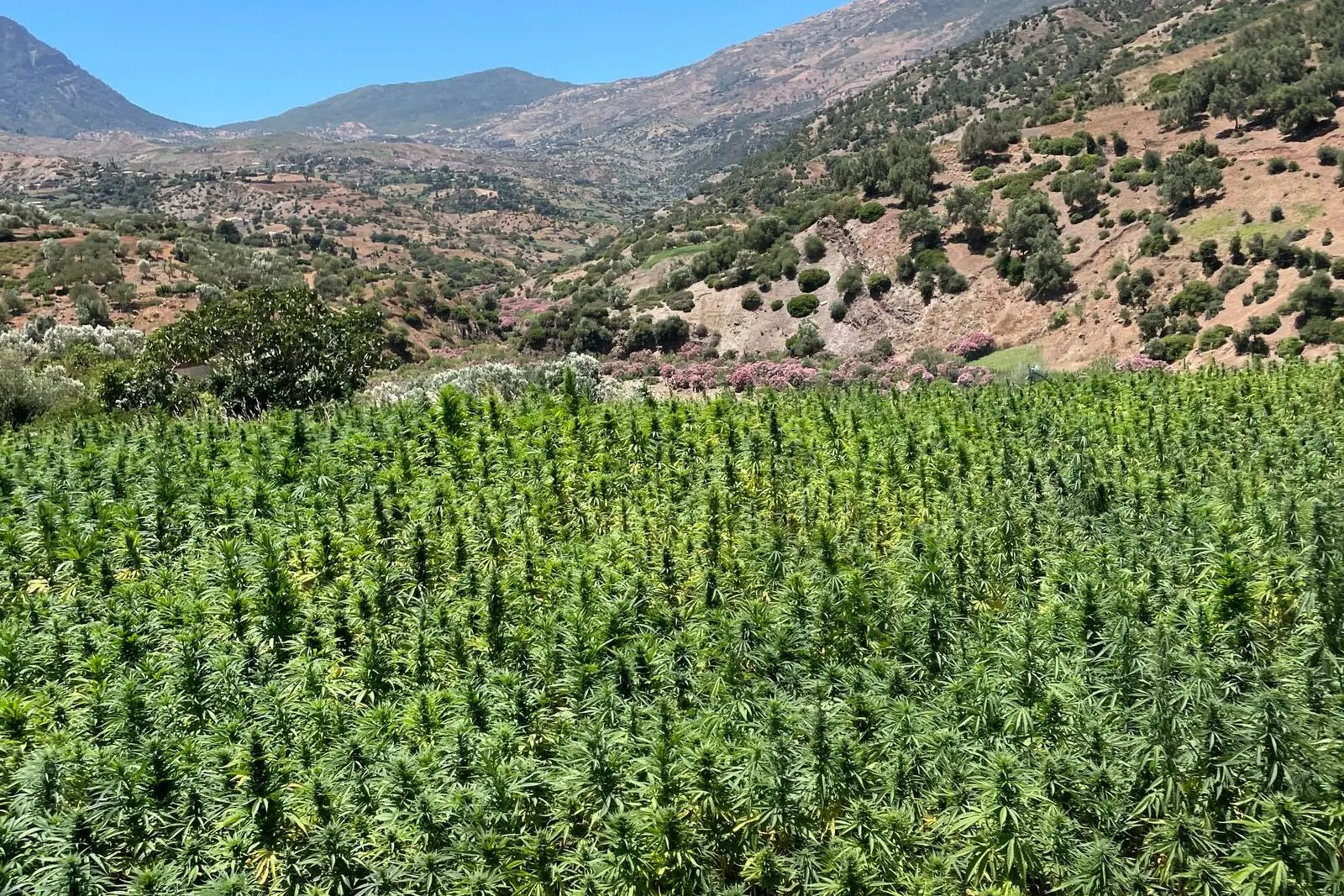 Open-air cannabis field at the foot of arid mountains under a blue sky, the kind of local crop a strain hunter looks for