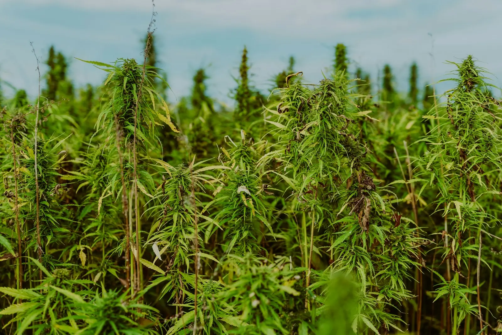 Hemp field in flower under a hazy sky, a crop that is lawful as long as the variety stays at or below 0.3% THC