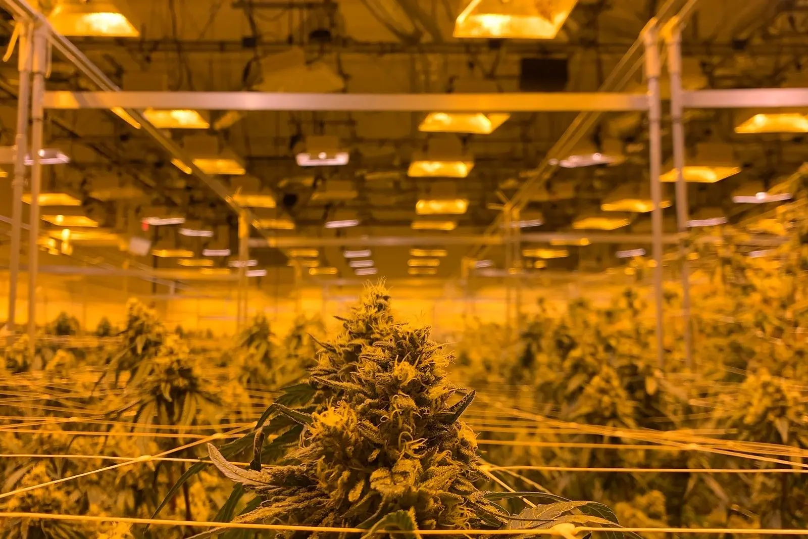 Indoor grow room under sodium lamps, with a hemp flower top in the foreground