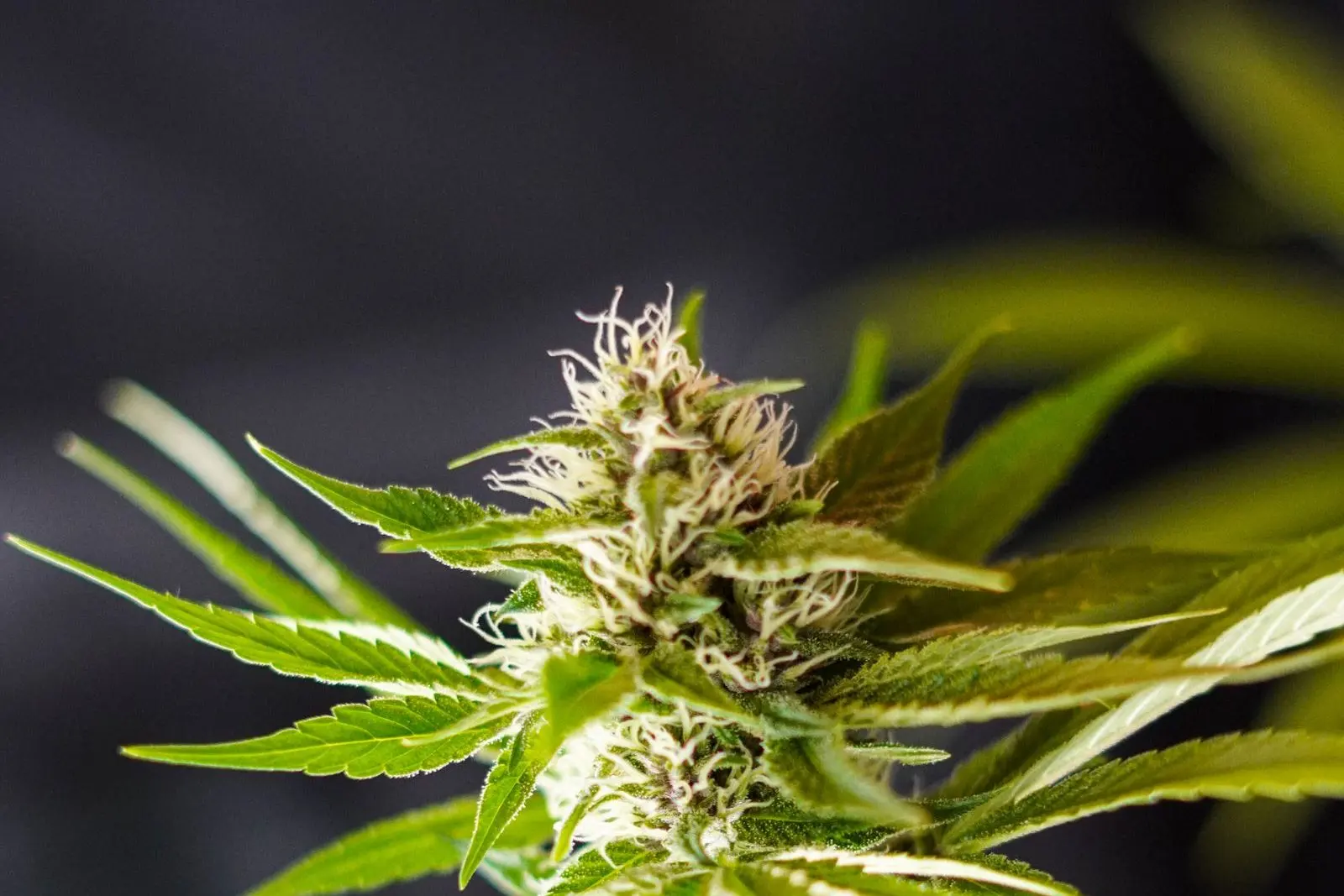 Close-up of a flowering hemp top with white pistils and narrow leaves, the elongated shape typical of sativa lines