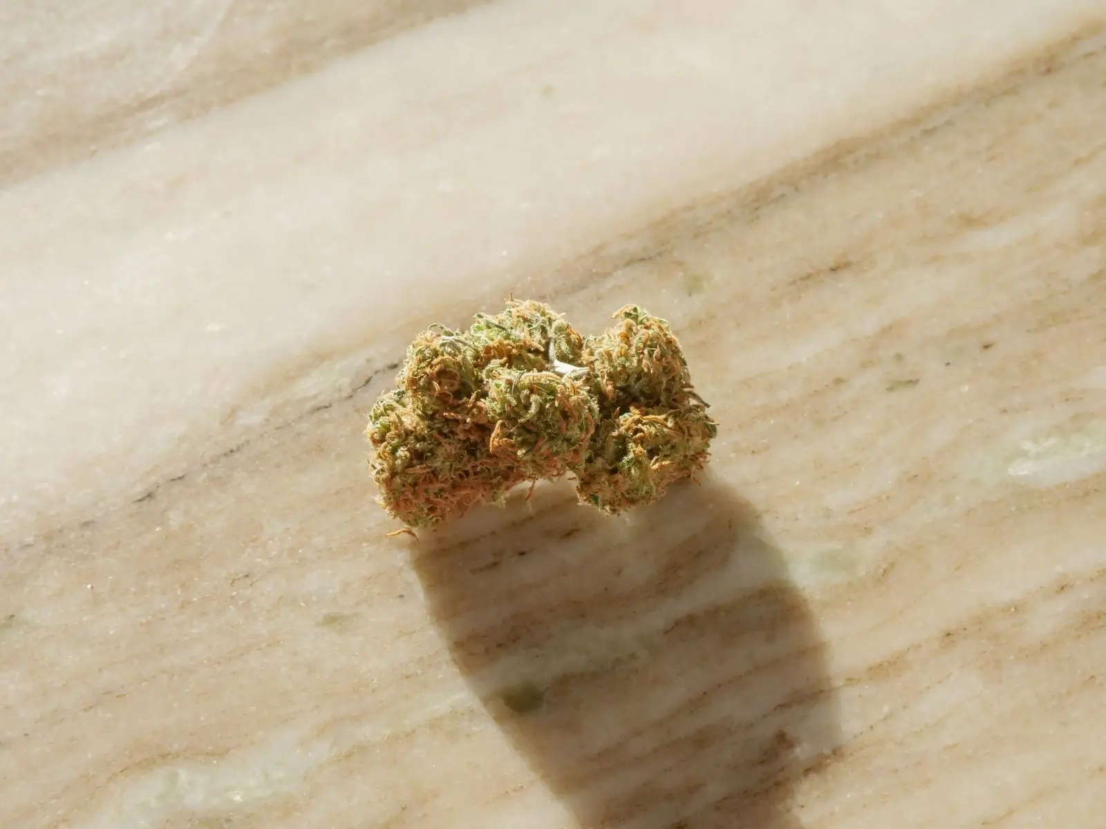 A single dried hemp flower resting on a pale marble surface