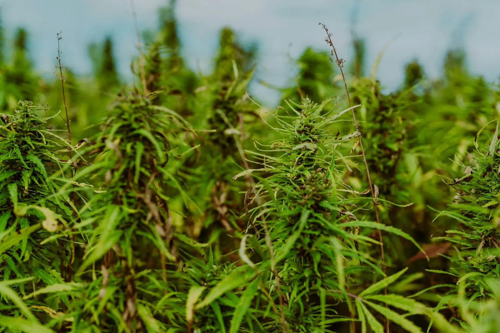 Hemp field at the end of flowering, dense flower heads under a clear sky
