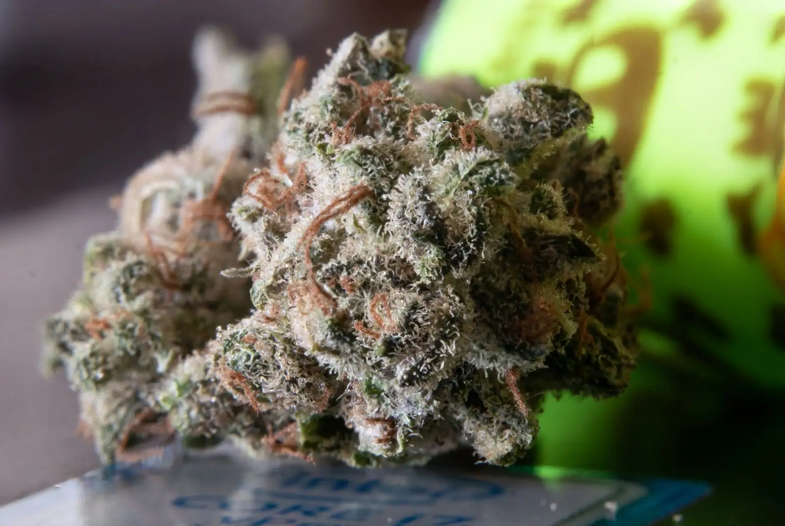Lemon Haze CBD: a hazy origin, a lemon aroma to check