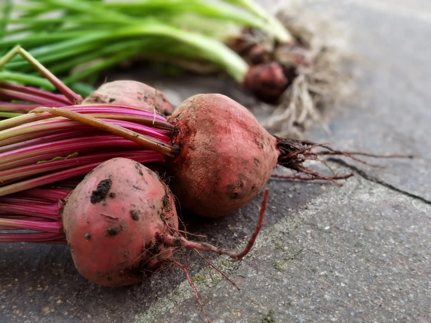 Beetroot, green tea, CBD: endurance formulations and the French framework
