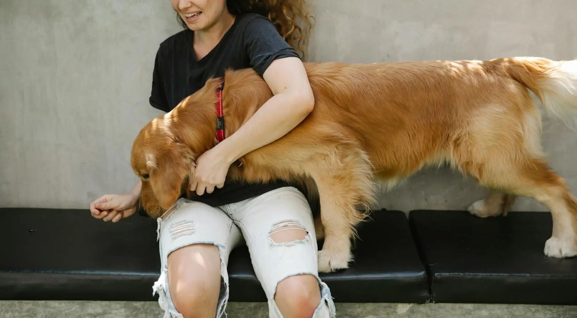 Dog wellbeing: what the French veterinary framework allows