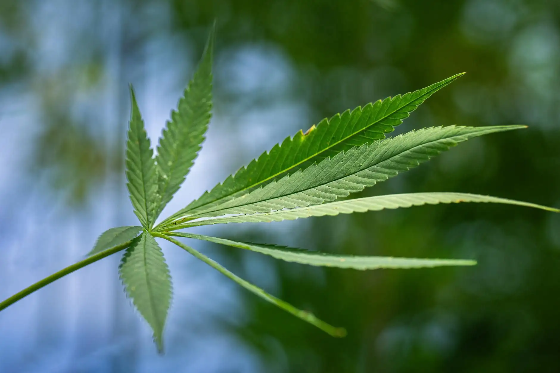 CBC (cannabichromene): an introduction to a minor cannabinoid