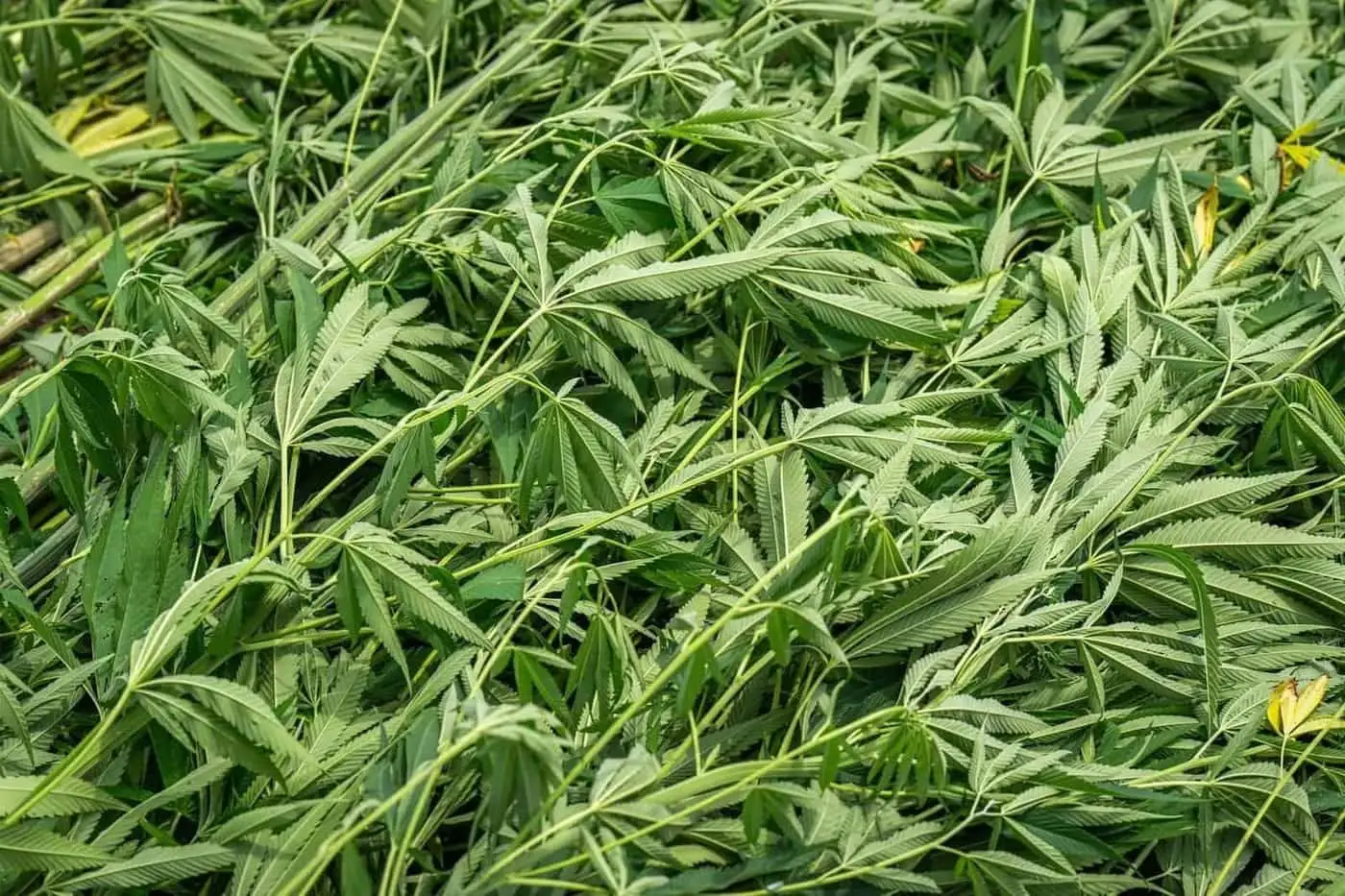 What is CBD? Definition and the French framework
