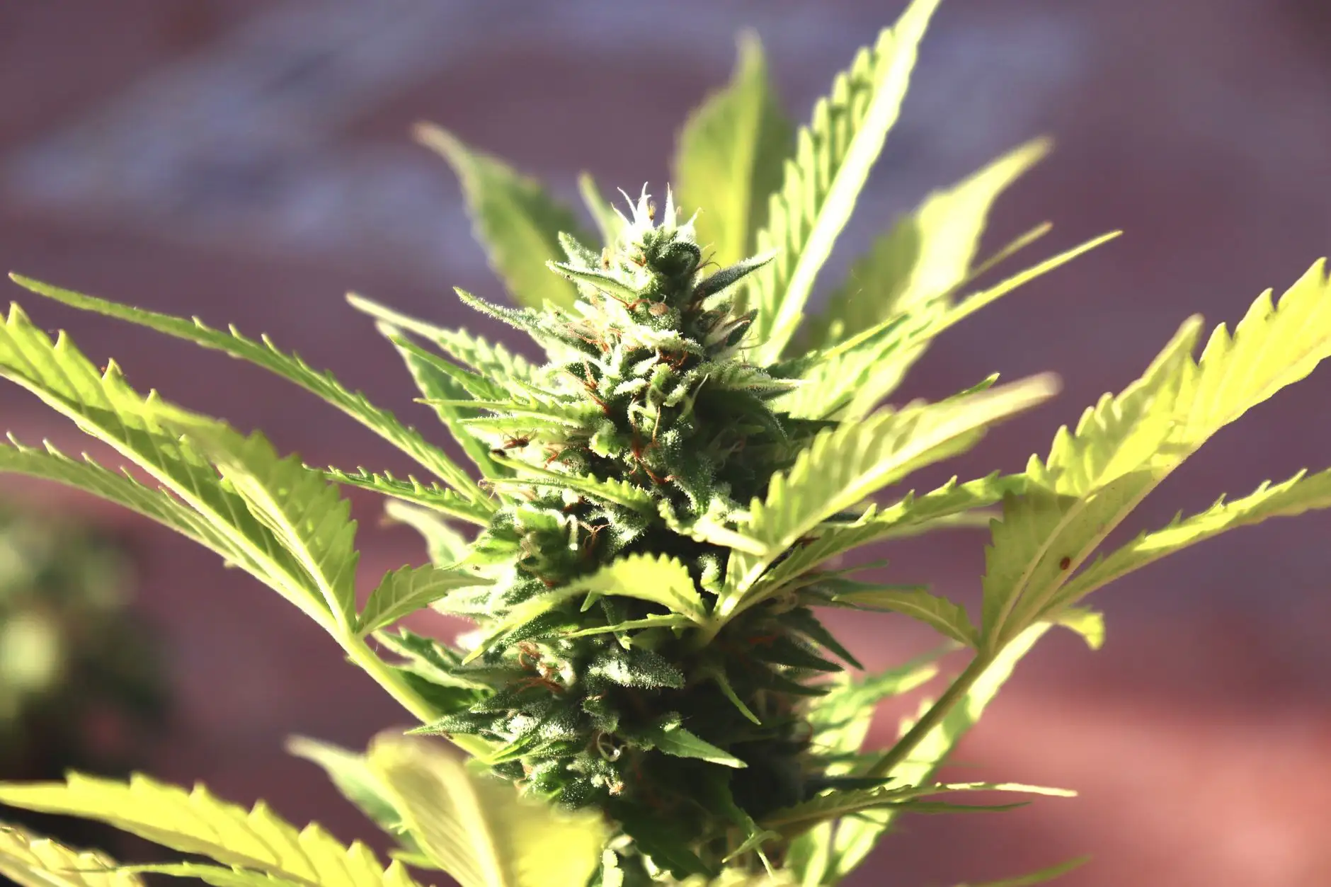 CBDV (cannabidivarin): an emerging cannabinoid
