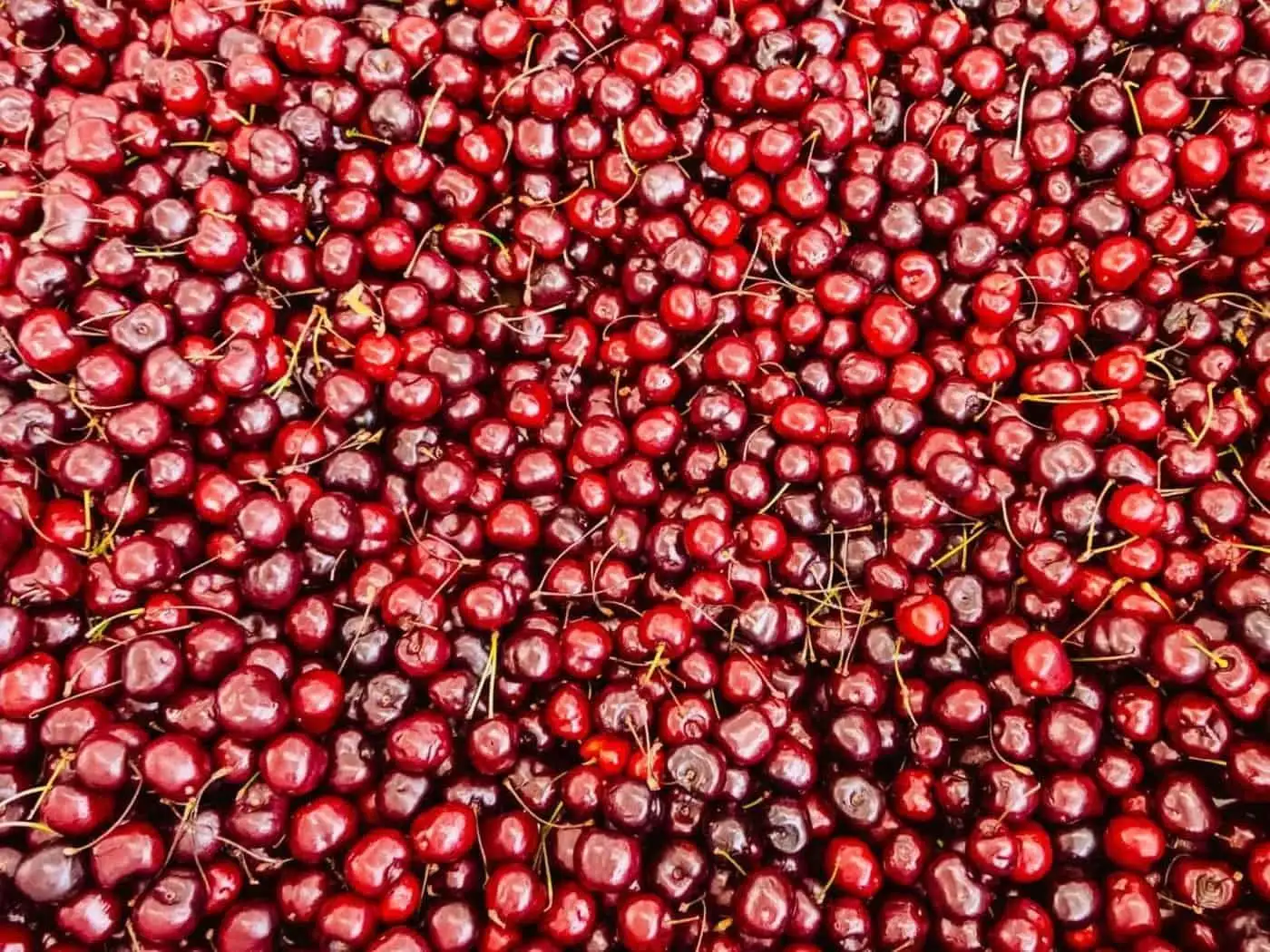 Tart cherry and CBD for sports recovery