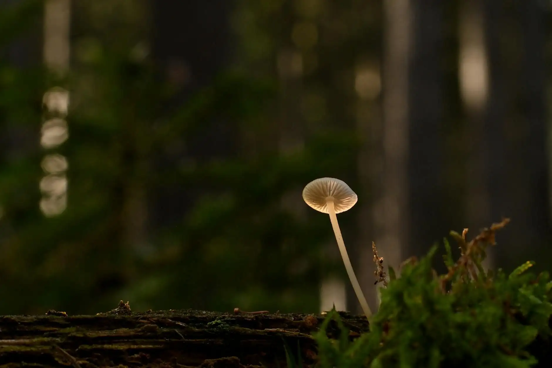 Functional mushrooms: types, uses and the French framework
