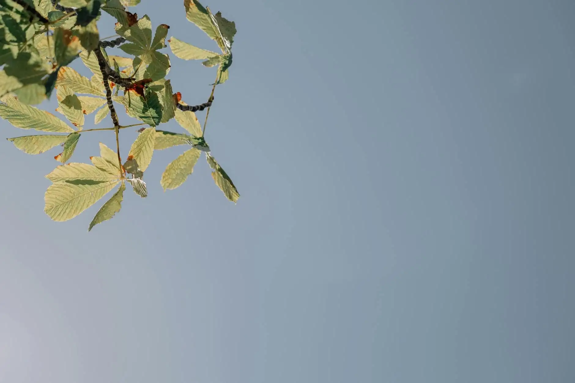 Seasonal change, immunity and CBD: the French framework
