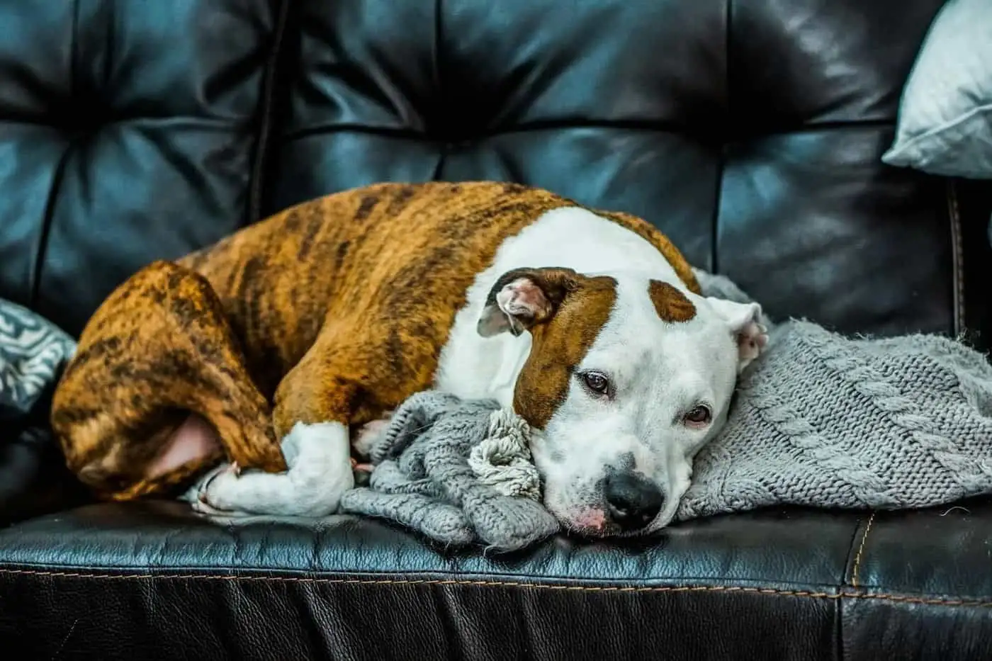 Restless dog: 6 validated natural levers and the veterinary CBD framework