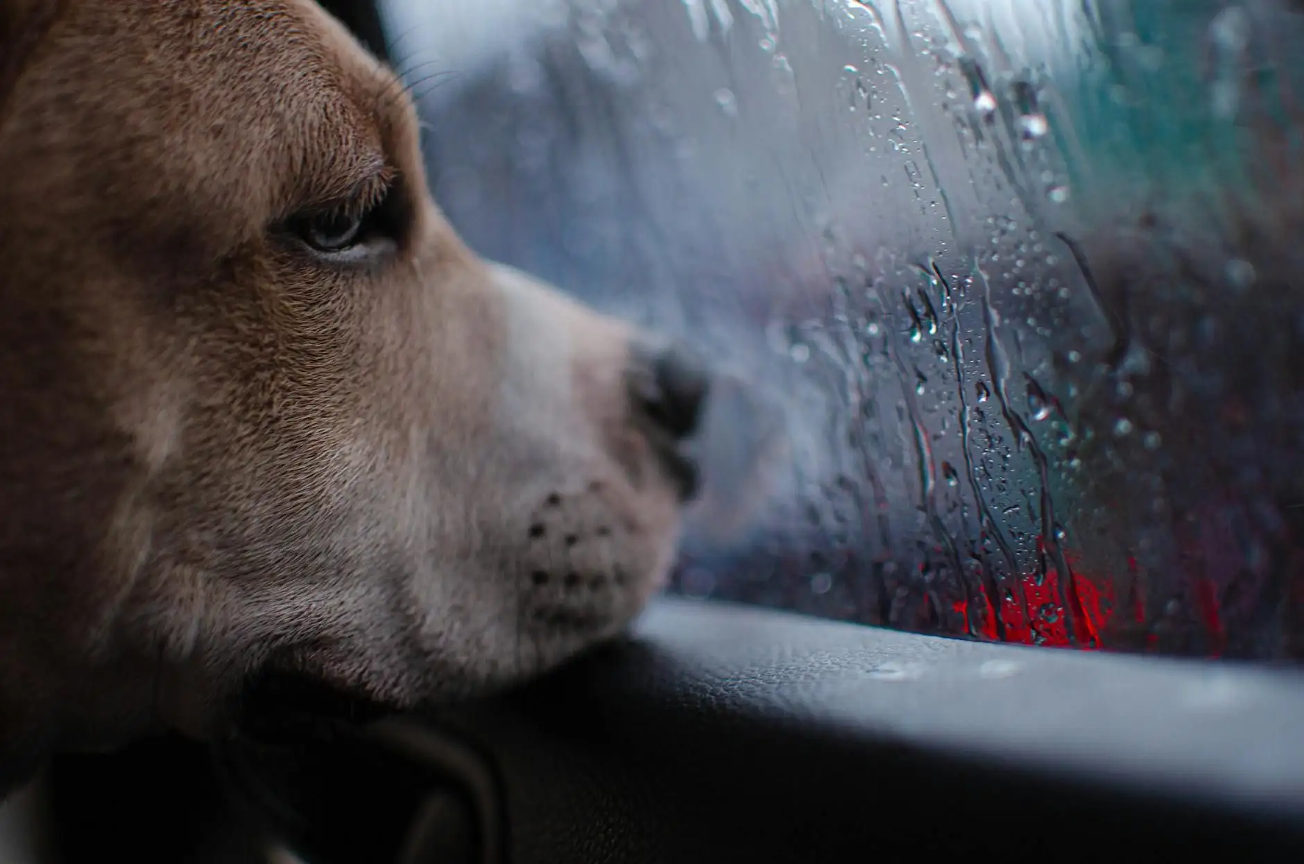 Dogs and thunderstorms: how to soothe yours without needless medication