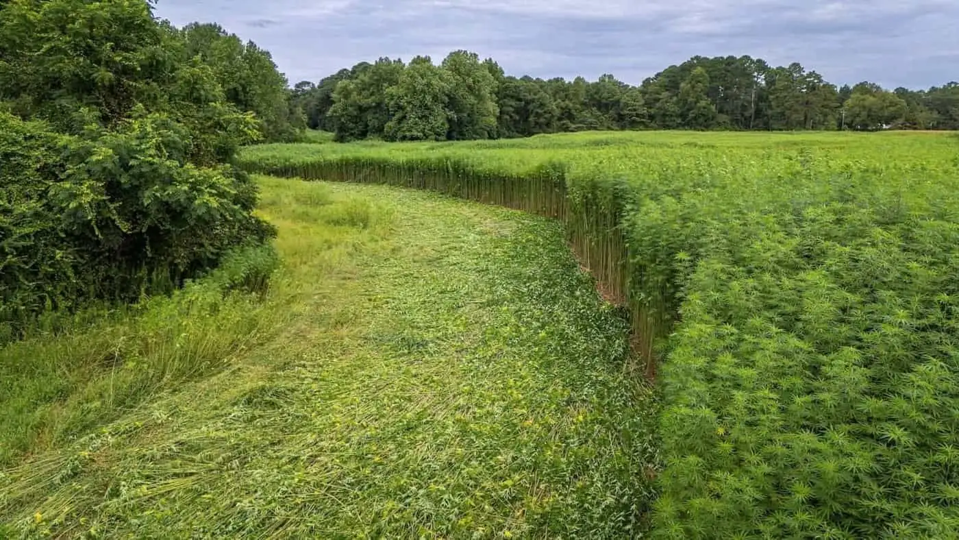 Five things to know about hemp, seen from France