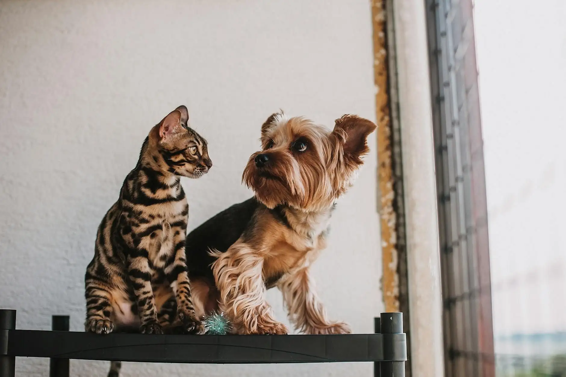 Hemp supplements for pets: formats and framework