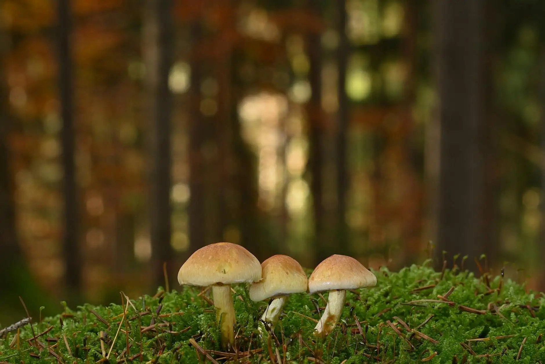 Cordyceps and CBD: understanding \"energy\" formulations in France