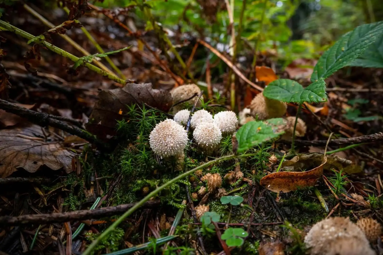 Lion's mane and CBD: what the claims rules really allow