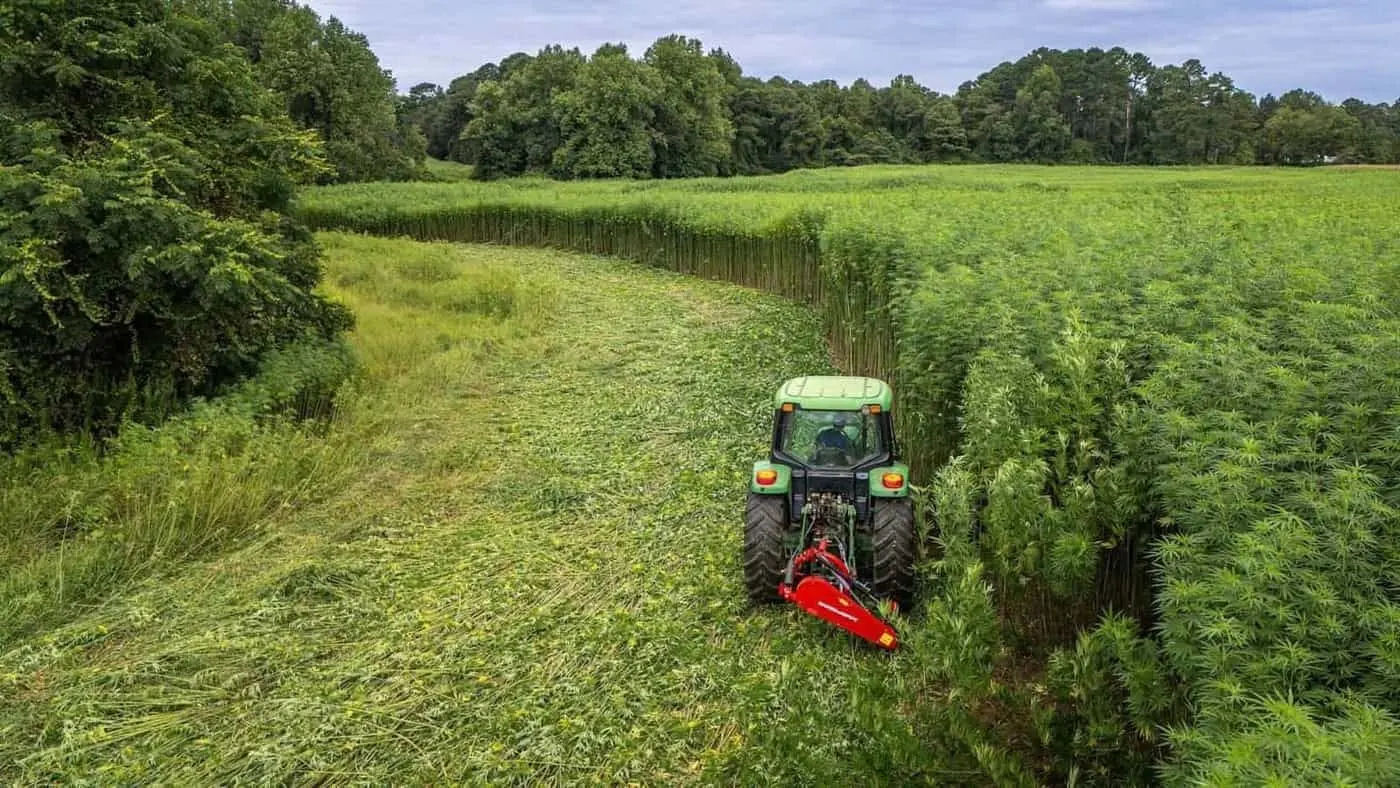Hemp in Europe: area and output, country by country