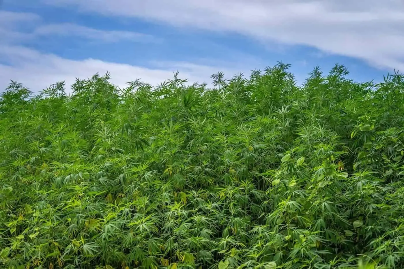 Common misconceptions about hemp and CBD in France