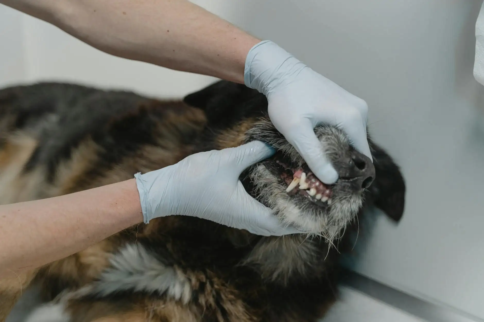 Bad breath in dogs: 7 levers for oral hygiene