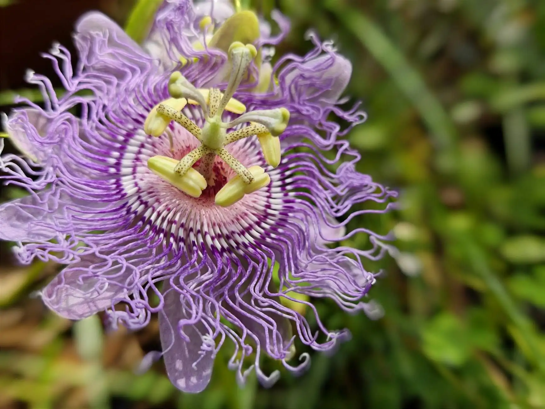 Passionflower, CBD and “rest” formulations: the French framework