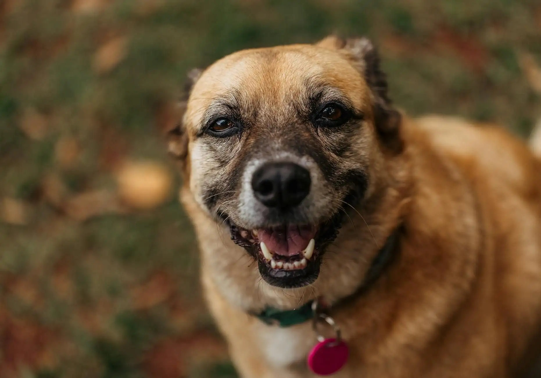 The dog's endocannabinoid system: what science has observed