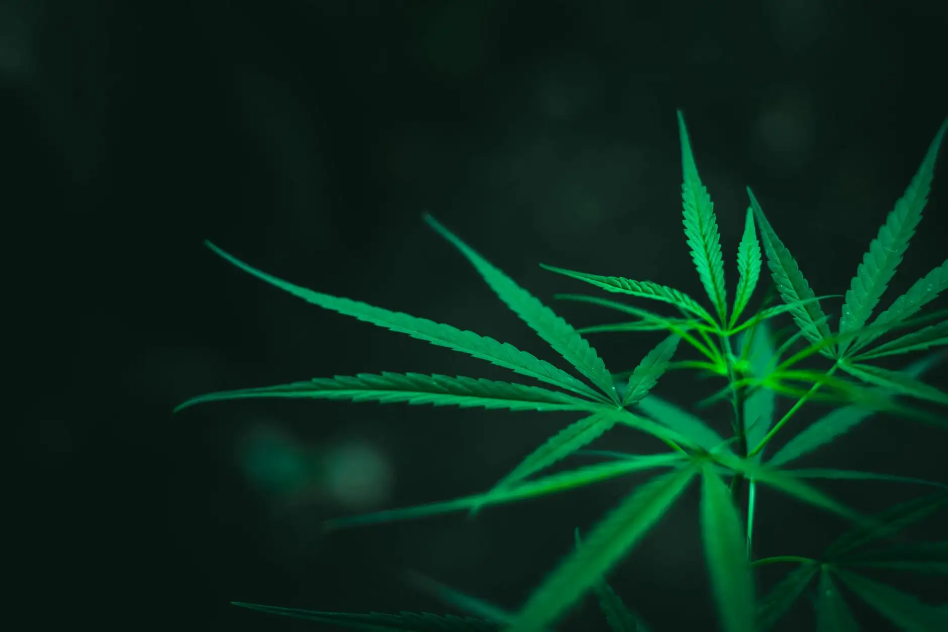 THCA: the raw acidic form of THC and its legal status