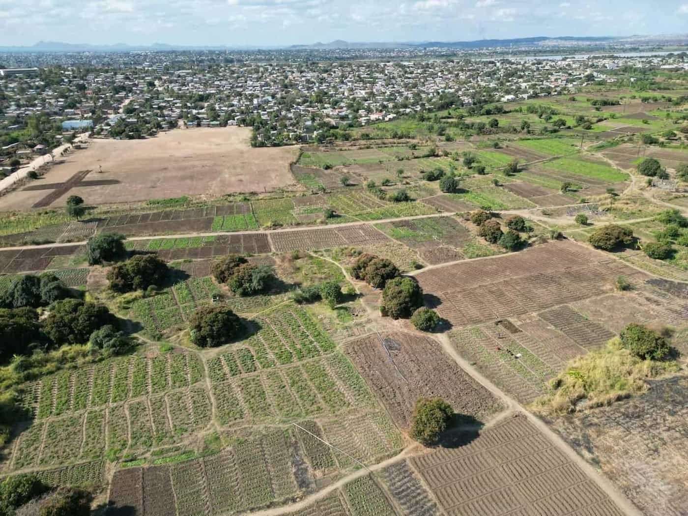 Open-field hemp crop grown without synthetic inputs