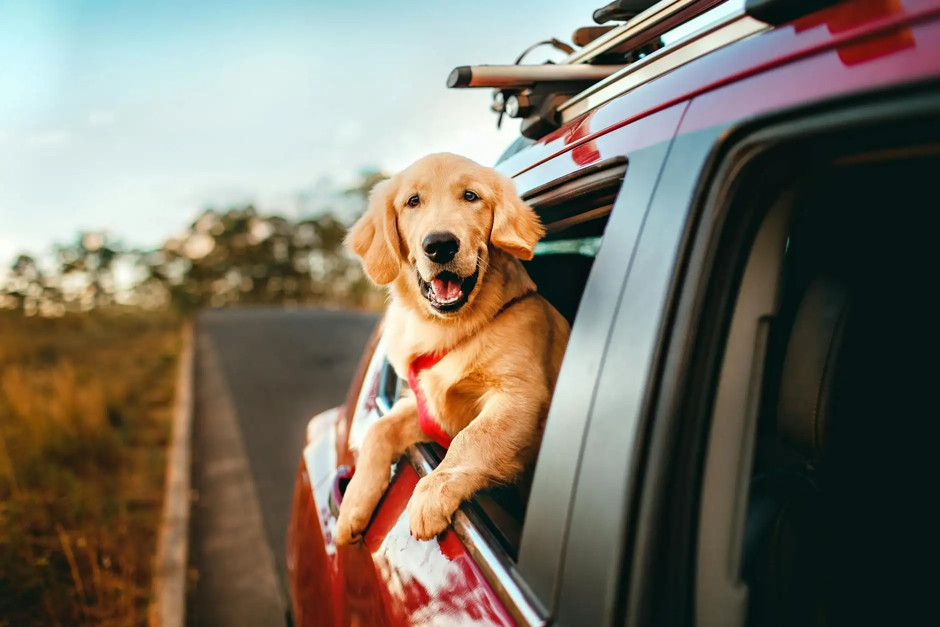 Travelling with your dog stress-free: the practical guide